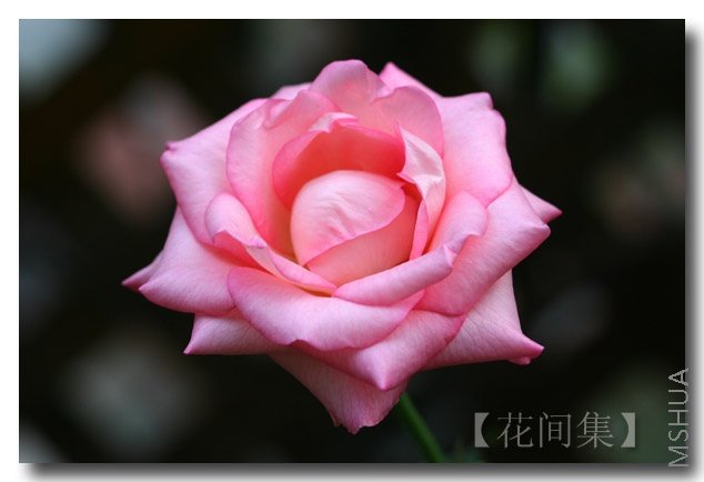 IMG_2042 ����.jpg