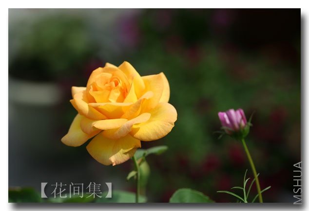 IMG_2029 ����.jpg