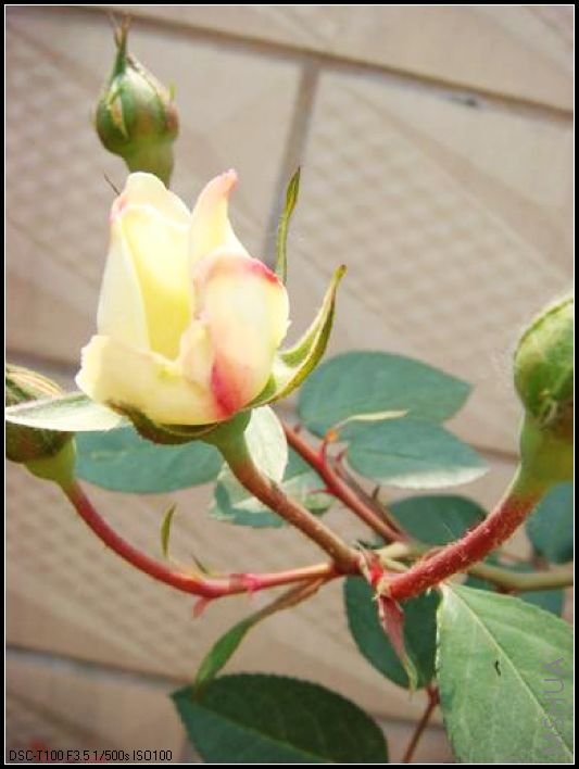 DSC02391_nEO_IMG.jpg