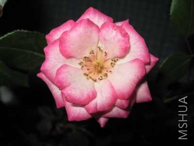 IMG_0013.jpg