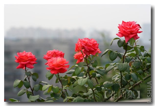 IMG_2047 ����.jpg