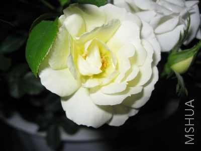 IMG_0009.jpg