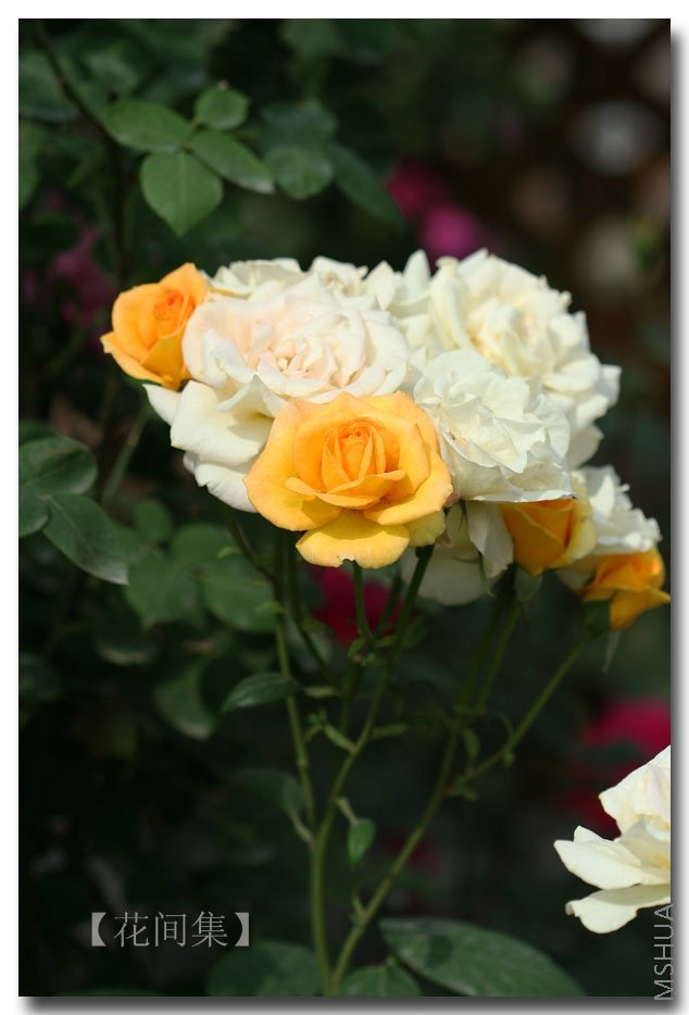 IMG_2026 ����.jpg