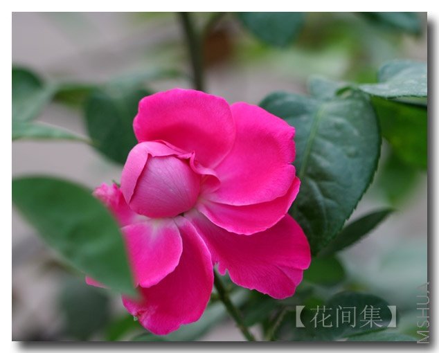 IMG_2045 ����.jpg