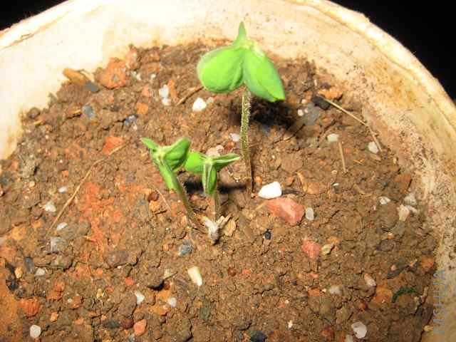 ����Щ��ȫ�����������������Ǹ�ֻ����ʱ�䣬�ͳ��˼�ƬҶ�ӡ�