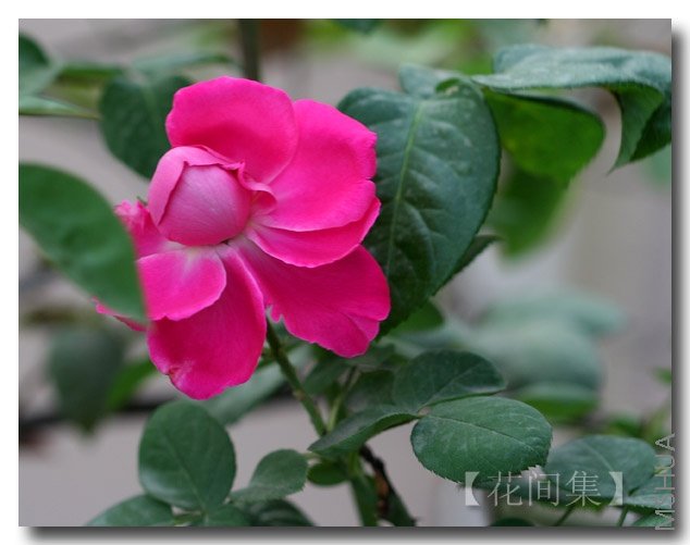 IMG_2044 ����.jpg