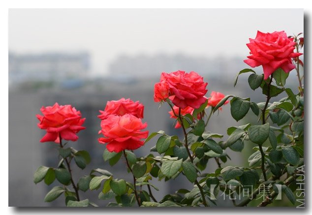 IMG_2046 ����.jpg