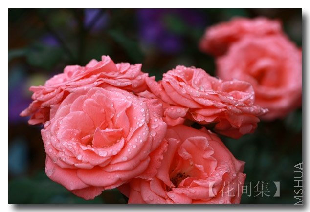 IMG_3110 ����.jpg