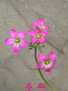 Oxalis lasiandra-6.jpg