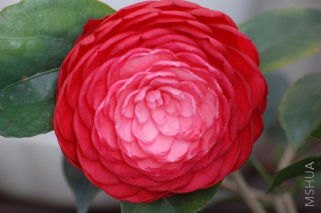 ���������ڡ��� 439.jpg