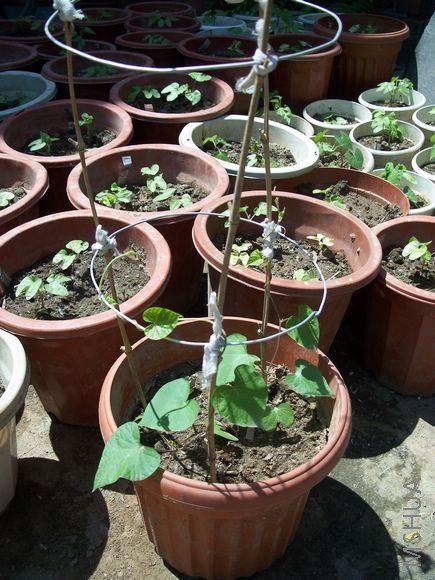 Ҷ�Ӳ����ɷ磬Ҳ�����Ƿɵ������ӻ�������