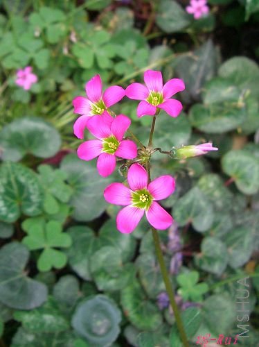 Oxalis lasiandra5.jpg