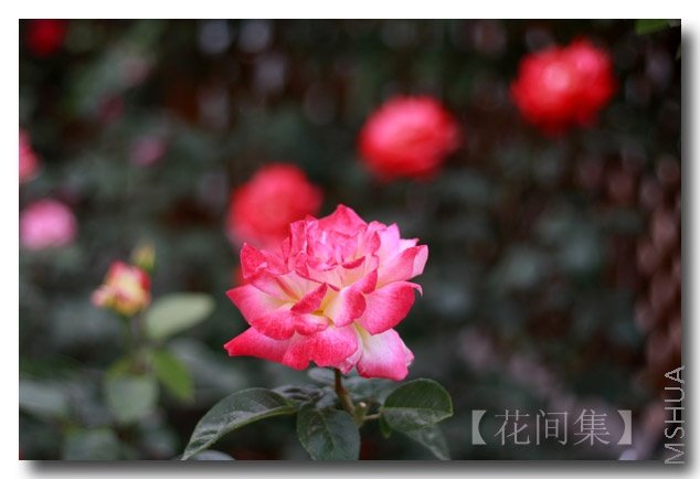 IMG_3027 ����.jpg