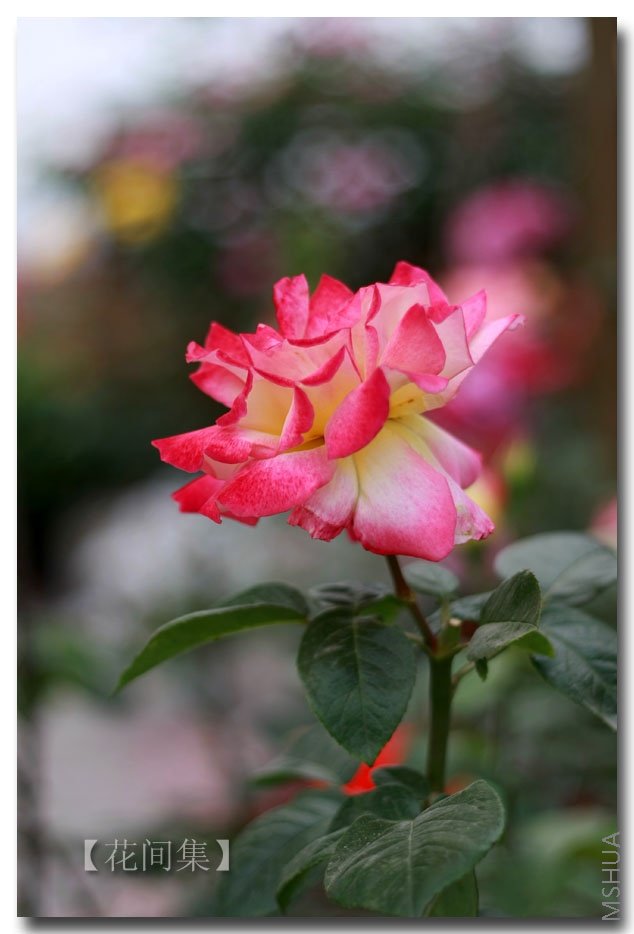 IMG_3029 ����.jpg