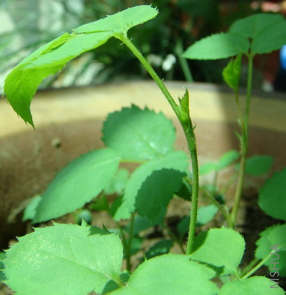 Ӧ���Ǹ���İ�ɫ���ȵȿ�