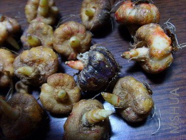 ���� SSL26041.jpg