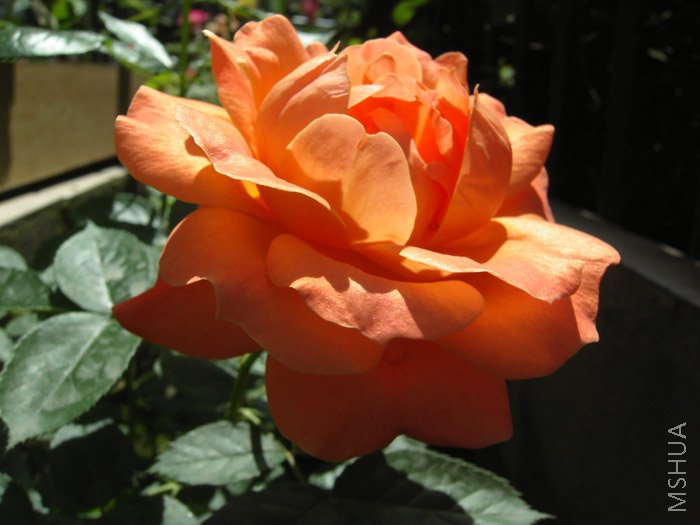 ��Ƭ 004.jpg