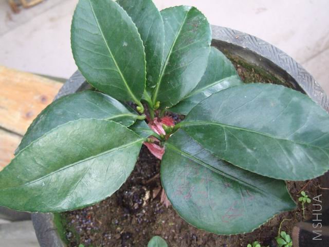 ����������ľ