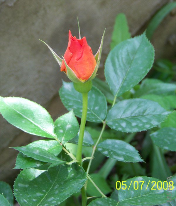 ��Ƭ 035.jpg