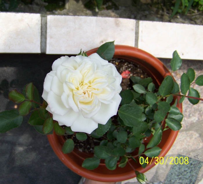 ��Ƭ 004.jpg