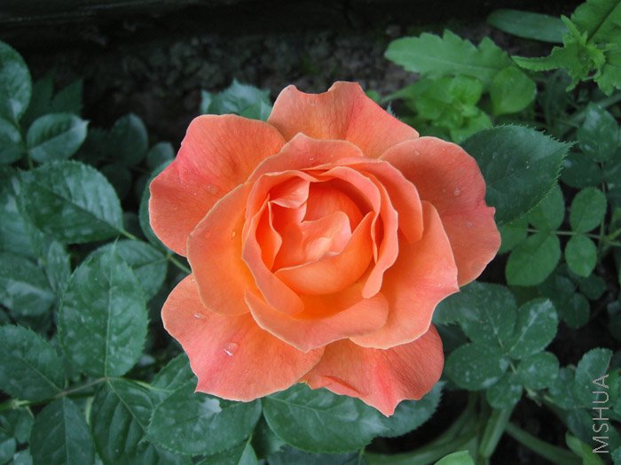 ��Ƭ 038.jpg
