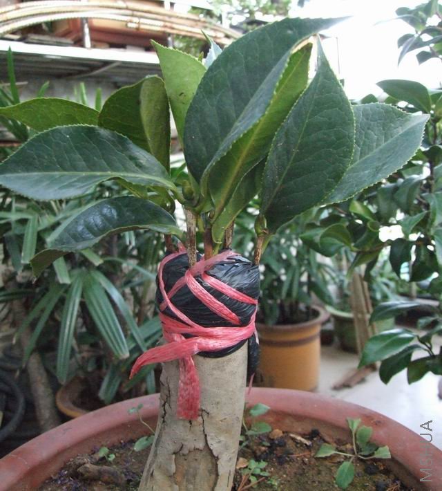 С�Һ�������ľ