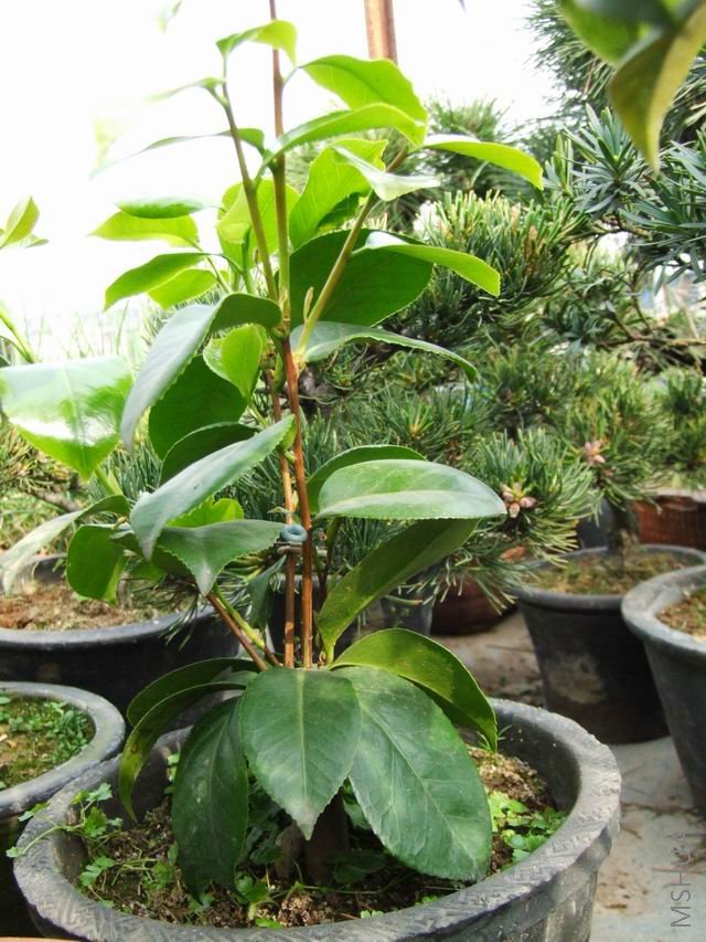 ���귢ѿ���ֲ֦