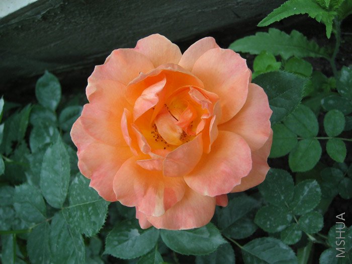 �����ȫ����,��ɫ��ǳ��