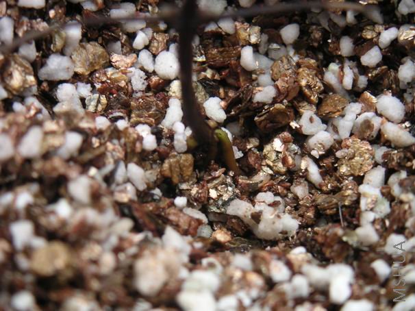 ������С ��Ǥ���ðѿ8051201.JPG