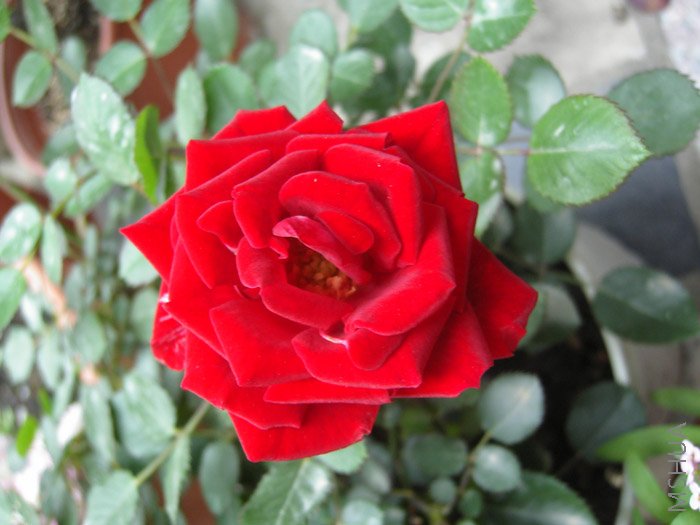 С΢���ֿ���һ��