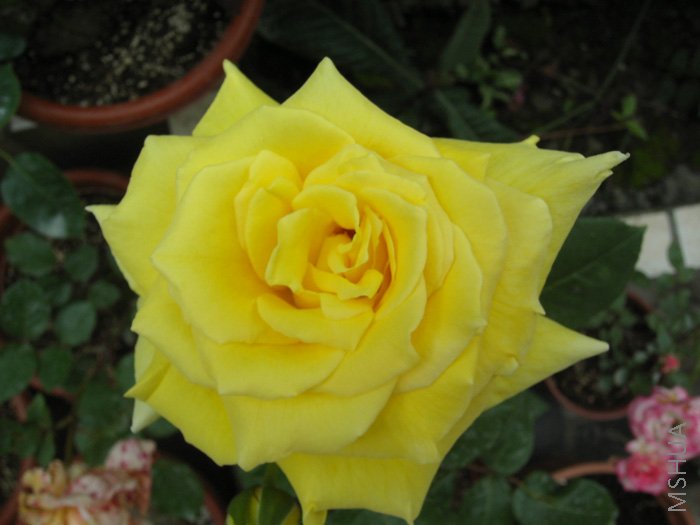 �¿���������