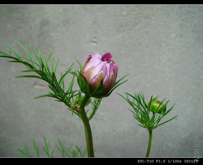 DSC02063.JPG