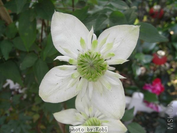 �ĸ������