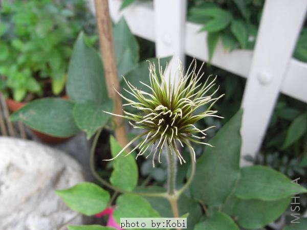 ����ʲô���²£�