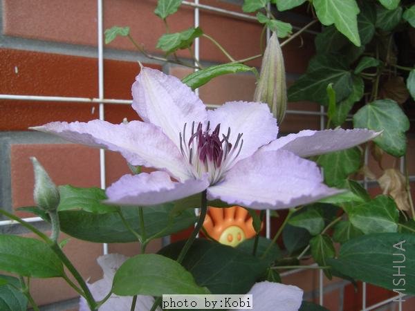 ���кö�С������