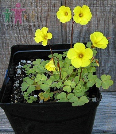 Oxalis compressa.jpg