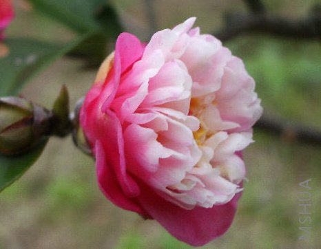 ������(scented Gem).jpg