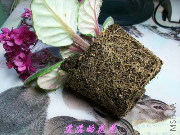 100_0260.jpg