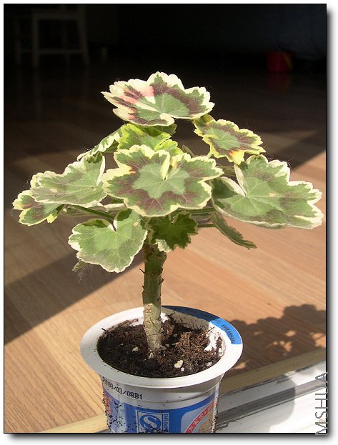 ����С�������ͱ��ֵ�ͦ������