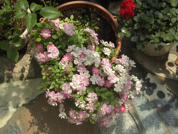 С���㿪����