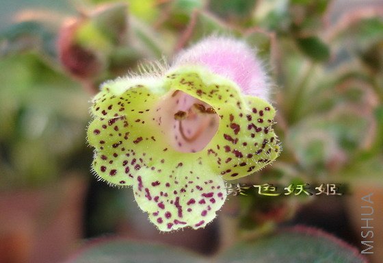 �̻�è03850-1_resize.jpg