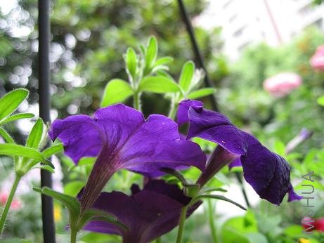 ����ɫ�İ�ţ