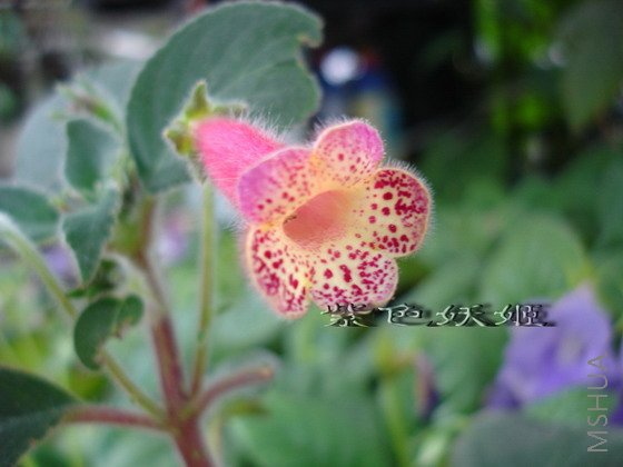 ��èB05043-1_resize.jpg