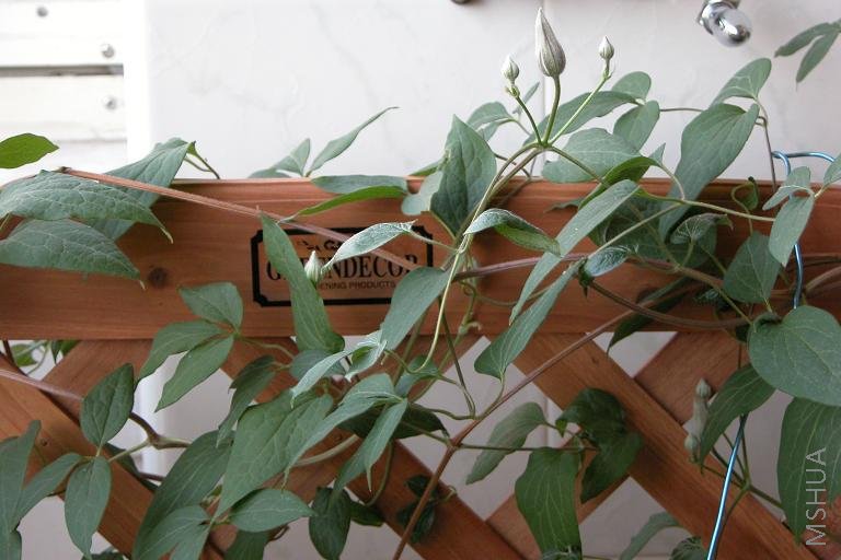 2008.5.12δ��������.JPG