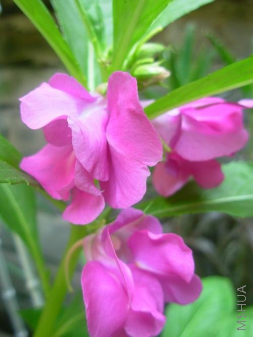 DSCN2352.jpg