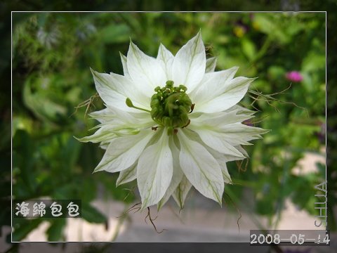 �󿪵�һ�仹�ǰ�ɫ