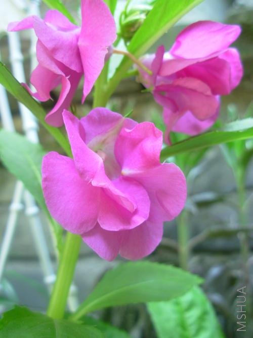 DSCN2289.JPG