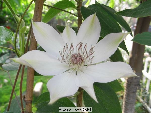 ��ѩ�ʺ��̰�ɫ�ģ�����