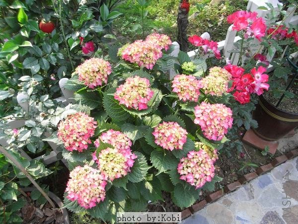 ����ط������ҵ�ľ�����򣨰��ɻ���