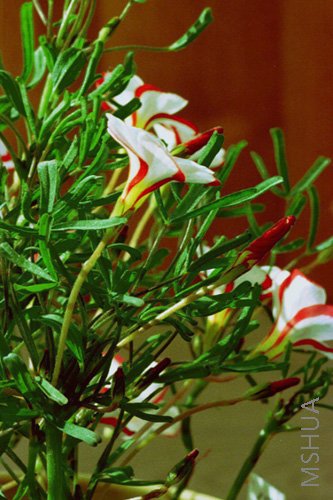Oxalis versicolor ��˫ɫ����